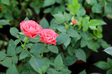 Renkli Meillandina minik gülleri bahçede.