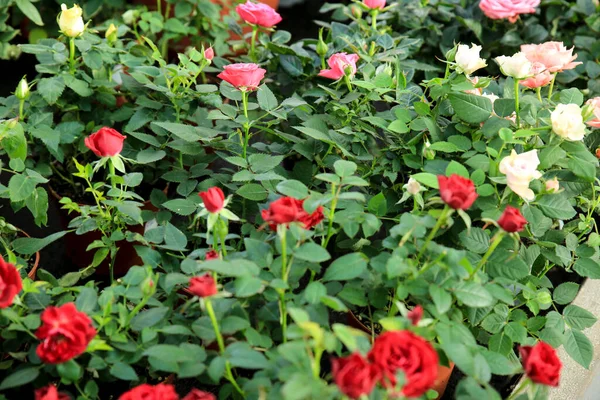 Coloridas Mini Rosas Meillandina Pitimini Rosas Jardín — Foto de Stock