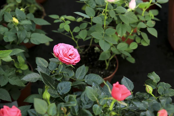 Kolorowe Róże Meillandina Mini Róże Pitimini Ogrodzie — Zdjęcie stockowe