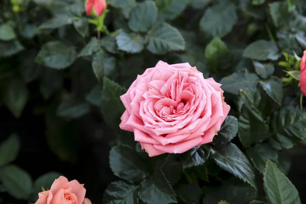 Colorful Meillandina Mini Roses Pitimini Roses Garden — Stock Photo, Image