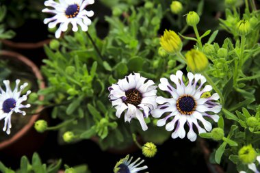 Güzel Cape Marguerite Dimorphoteca Ecklonis Osteospermum bahçede