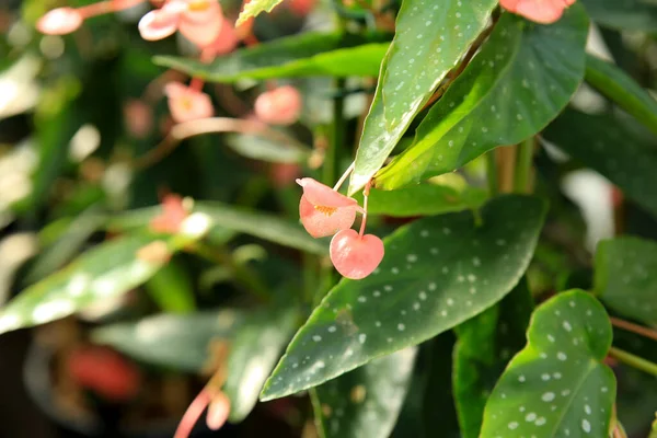 Bunte Begonie Corallina Pflanze Garten — Stockfoto