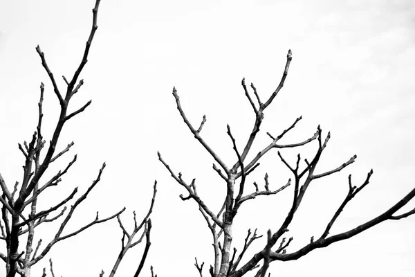スペインの白い空の下で乾燥した枝シルエット — ストック写真
