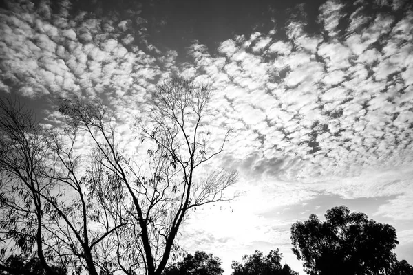 Céu Com Nuvens Altomumulus Floresta Espanha Inverno — Fotografia de Stock