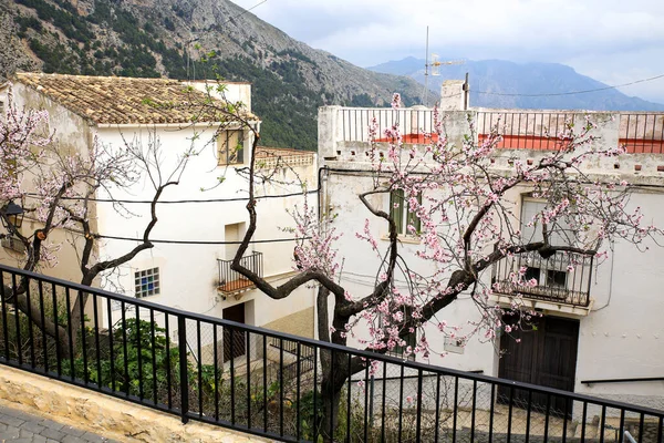 Fachadas Encaladas Hermoso Almendro Flor Pueblo Abdet Alicante España —  Fotos de Stock