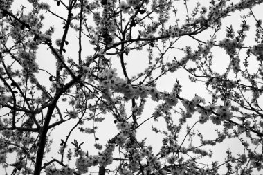 Guadalest, Alicante, İspanya 'da Badem Ağacı Çiçekleri bulutlu gökyüzünün altında çiçek açıyor