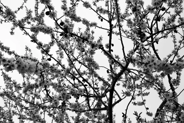 Drzewo Migdałowe Kwiatów Pod Chmurnym Niebem Guadalest Alicante Hiszpania — Zdjęcie stockowe