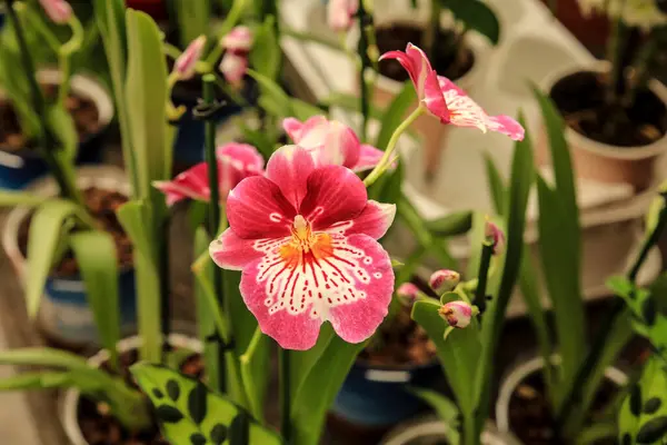 Krásná Miltoniopsis Phalaenopsis Orchidej Zahradě Pod Sluncem — Stock fotografie