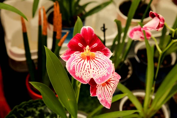 Orquídea Bonita Miltoniopsis Phalaenopsis Jardim Sob Sol — Fotografia de Stock