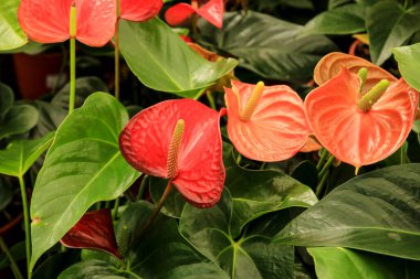 Renkli anthurium ve dreanum bitkileri bahçede