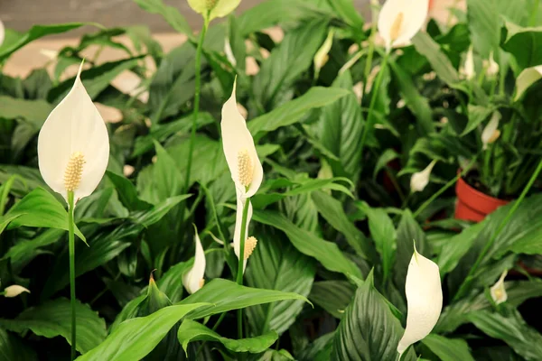 Colorido Spatiphyllum Wallisii Plantas Jardim Sob Sol — Fotografia de Stock