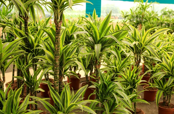 Kolorowe Cytrynowe Limonki Dracaena Ogrodzie — Zdjęcie stockowe