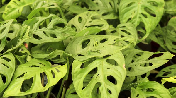 Plantes Monstera Obliqua Colorées Dans Jardin — Photo