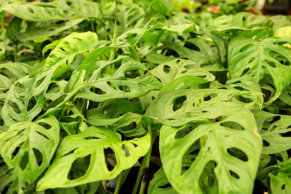 Plantes Monstera Obliqua Colorées Dans Jardin — Photo