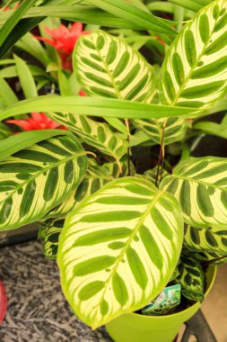 Güzel ve renkli Calathea Bahçedeki çiçekleri karıştır