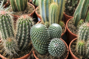 Bir dükkanda satılık farklı kaktüsler var.