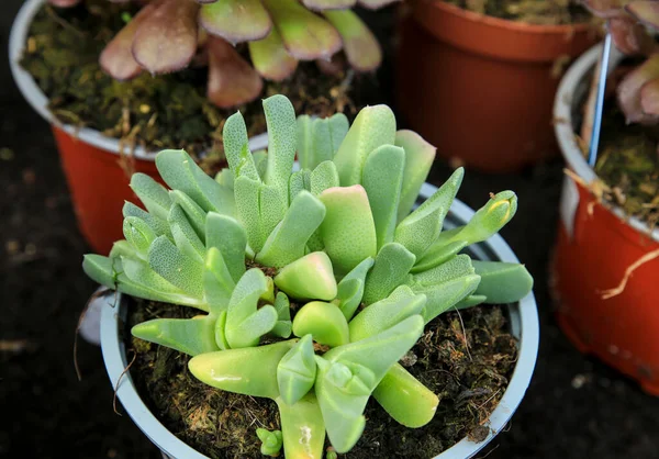 庭のカラフルなチタノシシ多肉植物 — ストック写真