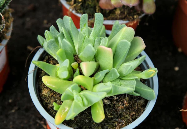 庭のカラフルなチタノシシ多肉植物 — ストック写真