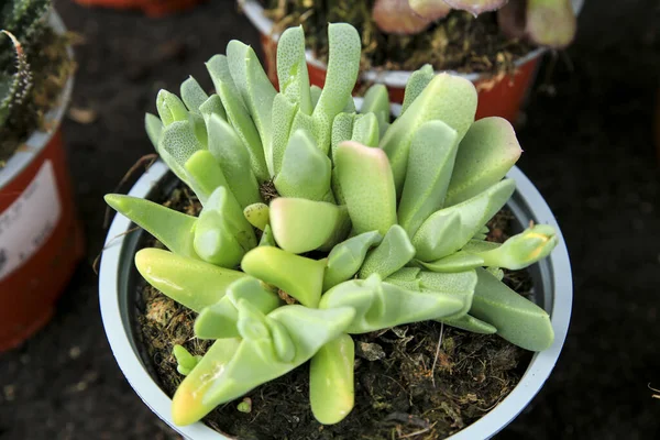Bunte Titanopsis Sukkulente Garten — Stockfoto