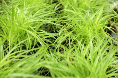 Renkli Cyperus Zamula bitkileri bahçede