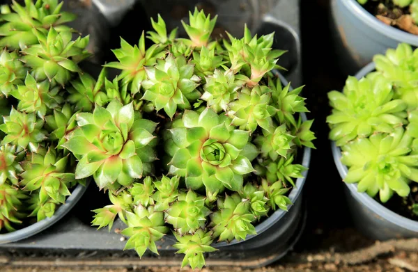 庭のカラフルなセムペルビウム モンタヌム植物 — ストック写真