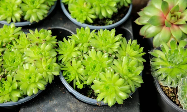 庭のカラフルなセムペルビウム モンタヌム植物 — ストック写真
