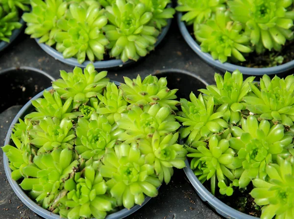 Bunte Sempervivum Montanum Pflanzen Garten — Stockfoto