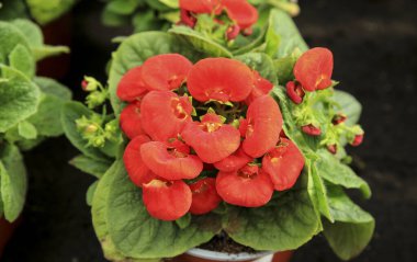 Bahçedeki renkli Calceolaria İntegrifolia bitkisi