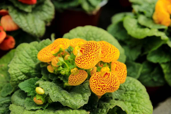 Bahçedeki Renkli Calceolaria Ntegrifolia Bitkisi — Stok fotoğraf