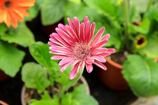 Flores Coloridas Gerbera Jamesonii Jardim — Fotografia de Stock