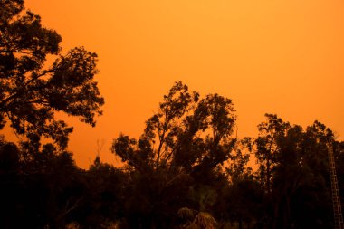 Güzel ve karanlık okaliptüs ormanı sabah İspanya 'da tozla kaplandı.