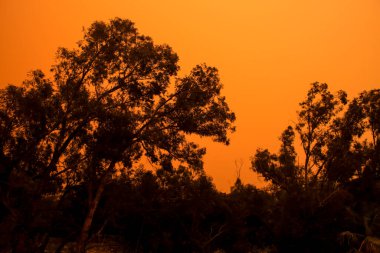 Güzel ve karanlık okaliptüs ormanı sabah İspanya 'da tozla kaplandı.