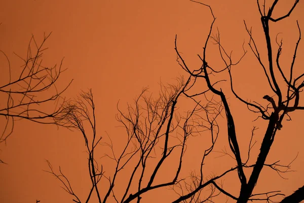 Droge Takken Textuur Onder Stoffige Lucht Winter — Stockfoto