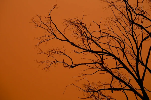 Droge Takken Textuur Onder Stoffige Lucht Winter — Stockfoto