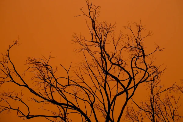 Droge Takken Textuur Onder Stoffige Lucht Winter — Stockfoto