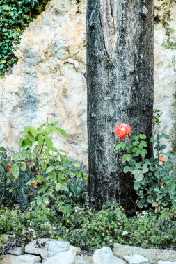 İspanya 'daki bahçede güzel kırmızı bir gül