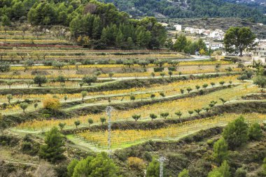 İspanya 'nın Alicante kentindeki Guadalest köyündeki dağdaki renkli üzüm bağı çiftliği.