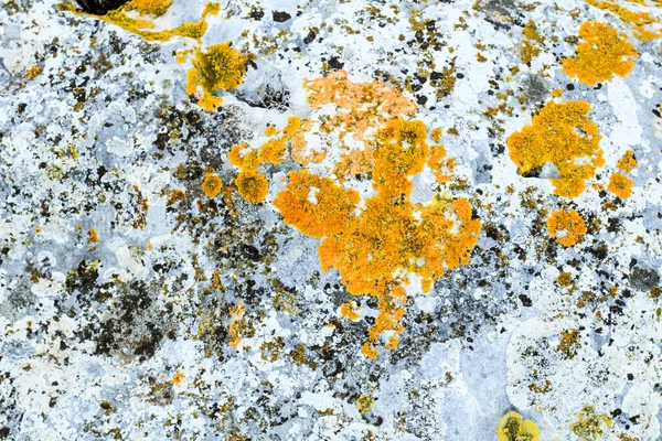 Textura Colorida Musgo Amarillo Sobre Piedra Gris España — Foto de Stock