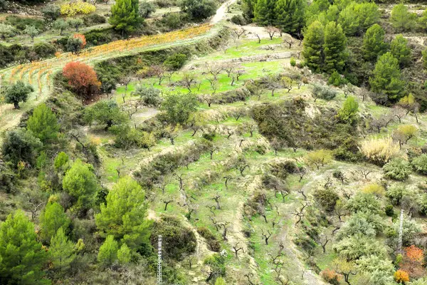 Vignoble Coloré Plantation Amandes Dans Montagne Dans Village Guadalest Alicante — Photo