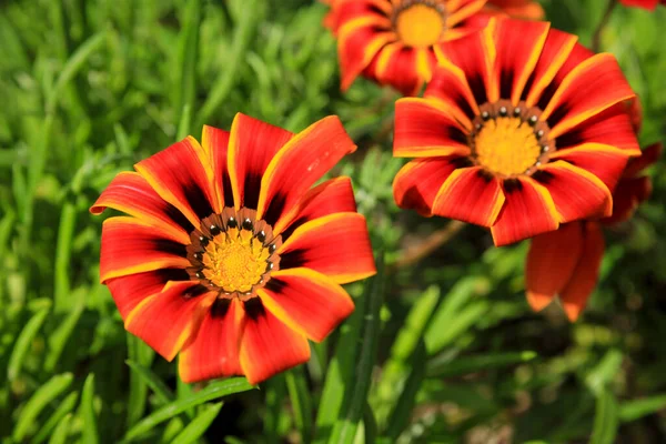 Colorido Vermelho Amarelo Laranja Gazania Linearis Flores Jardim Primavera — Fotografia de Stock