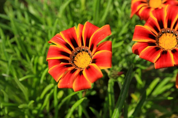 Colorato Rosso Giallo Arancione Gazania Linearis Fiori Giardino Primavera — Foto Stock