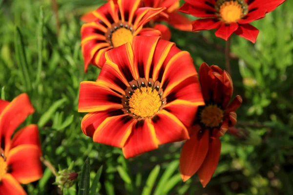 Colorato Rosso Giallo Arancione Gazania Linearis Fiori Giardino Primavera — Foto Stock
