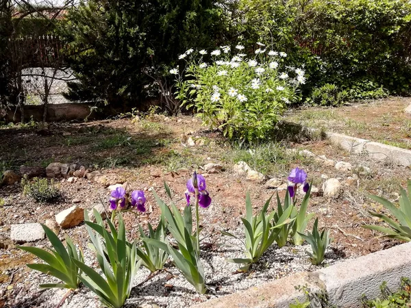 Garden with Deep Purple Barbado Iris Germanica flowers and white daisies