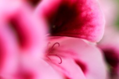 Güzel ve Kokulu Geranium Pelargonium Crispum çiçeği. Makro resim.