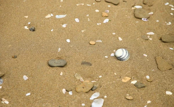 Conchas Guijarros Sobre Arena Marrón Orilla Playa —  Fotos de Stock