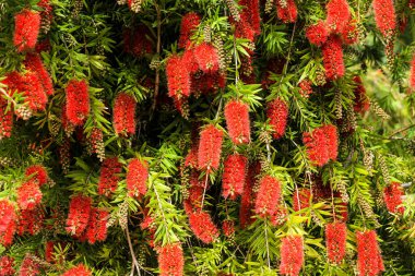 Baharda bahçede Callistemon çiçeği