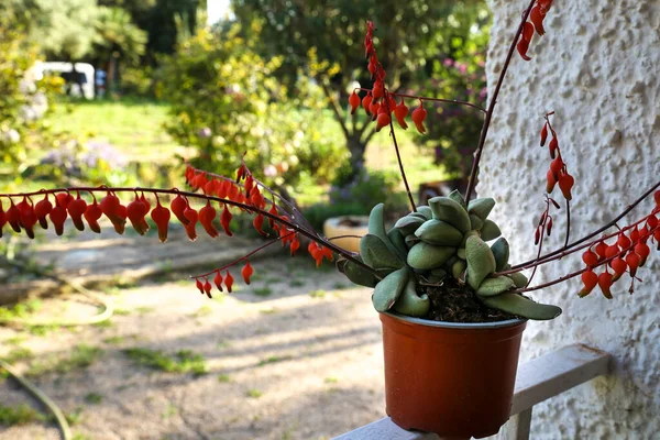 Gasteria Glomerata Plante Succulente Fleurs Dans Jardin — Photo