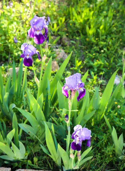 Bellissimo Colorato Fiore Iris Germanica Giardino Primavera — Foto Stock