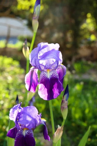 春に庭で美しくカラフルなアイリスゲルマニカの花 — ストック写真