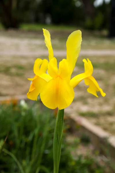 Bahçedeki Sarı Renkli Iris Pseudacorus Çiçeği — Stok fotoğraf